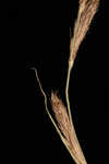 Wheat sedge